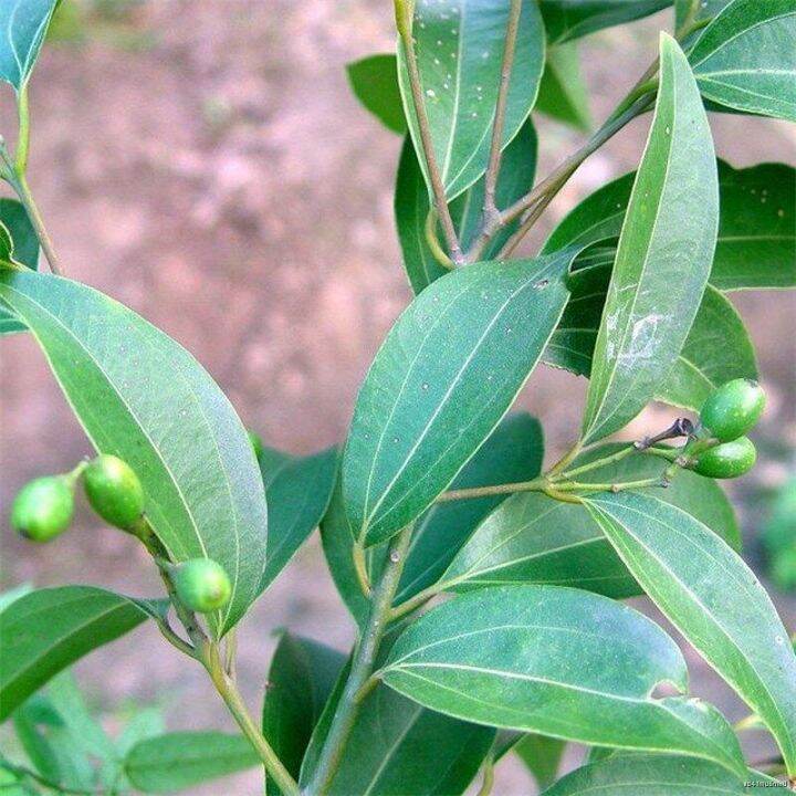 Ready Stock 50 seeds Bay Leaf Seeds Laurel Plant Bayleaf Tree Seeds
