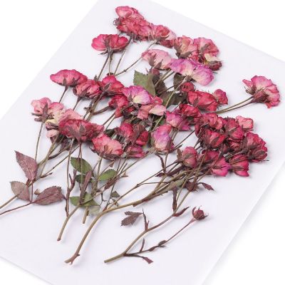 hot【cw】 1Pack Decoration Crafts Multi-purpose Pressed Flowers Real Dried Manual Embossed