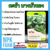 ผักซอง ศรแดง คะน้า บางบัวทอง จำนวน 4000 เมล็ด เมล็ดพันธุ์ ลอตใหม่ ปลูกง่าย ลำต้นใหญ่ ใบหนา ก้านใบชูขึ้น ไม่หักง่าย อายุเก็บเกี่ยว 45-50 วัน