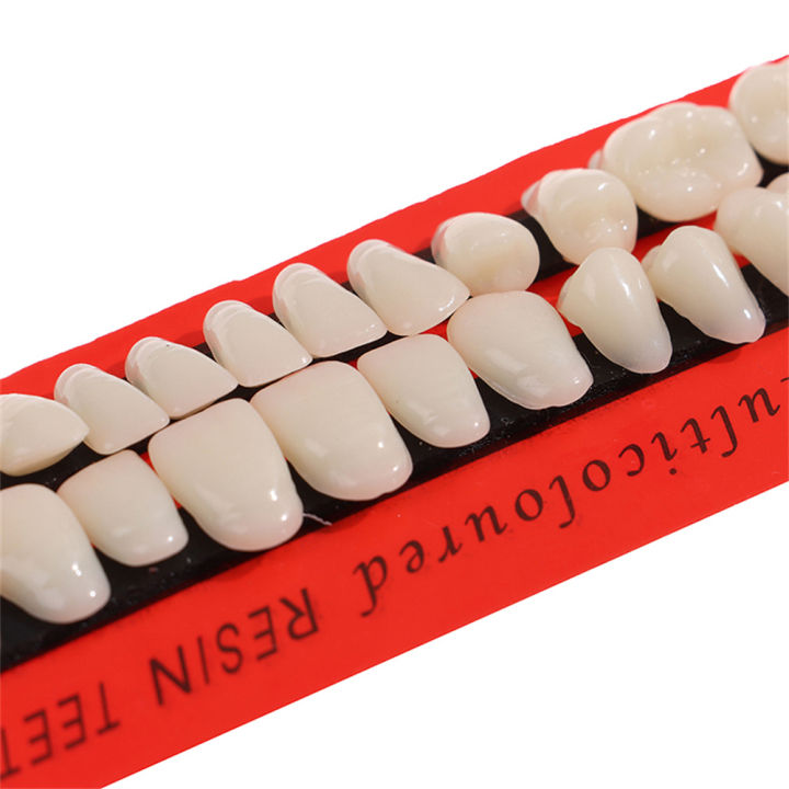 28pcs-set-material-dentures-teaching-dedicated-model-durable-resi-teeth-universal