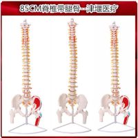 With spine pelvis femur model rachis spinal cord intervertebral disc skeleton specimen tianjin weir