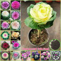 ไทยแลนด์สปอต 100เมล็ด/ห่อ คละสี บอนสี เมล็ดพันธุ์ ผักคะน้า Ornamental Kale Flower Seeds for Planting Plants เมล็ดดอกไม้สวย ต้นไม้ประดับ ต้นไม้มงคล พันธุ์ไม้หายาก ไม้ประดับ ของแต่งสวน เมล็ดพันธุ์พืช เมล็ดบอนสี ดอกไม้ปลูก พันธุ์ดอกไม้ ปลูกง่ายปลูกได้ทั่วไทย