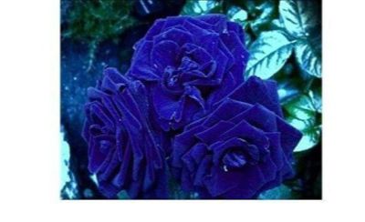 30 เมล็ด เมล็ดพันธุ์ กุหลาบสีน้ำเงิน Damask Rose seed ดอกใหญ่ ดอกหอม นำเข้าจากต่างประเทศ พร้อมคู่มือ เมล็ดสด ใหม่