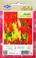 สร้อยไก่ Celosia Plumosa เมล็ดพันธุ์เจียไต๋ โฮมการ์เด้น