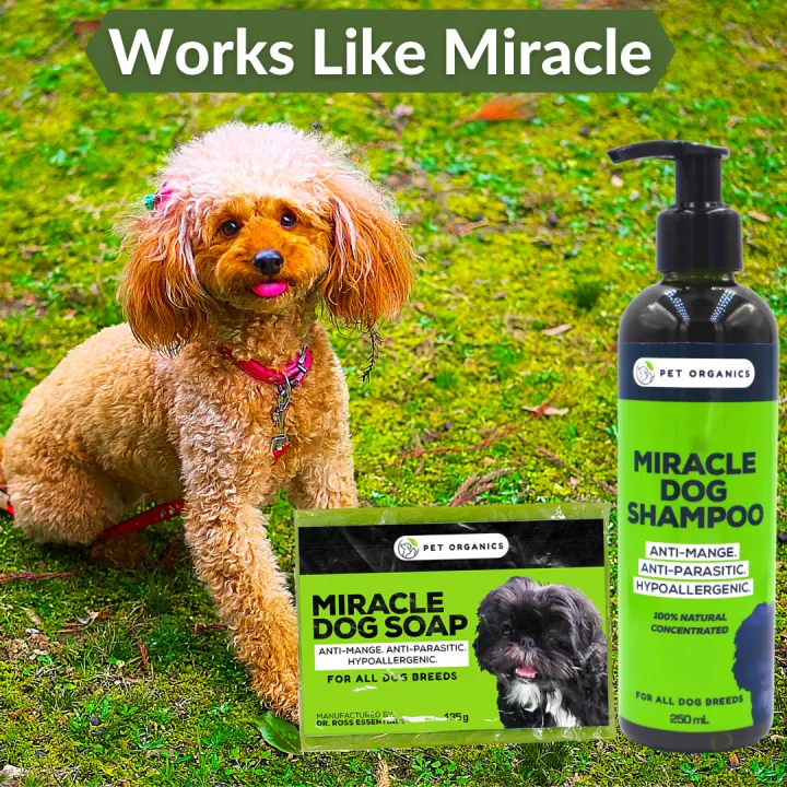 (BEST SELLER!!) It's Help With Skin Problems. MIRACLE DOG SHAMPOO AND ...