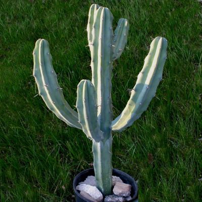 ( สุดคุ้ม+++ ) (longsm)เพชรไม้ลำ แคคตัส cactus แคคตัสตอบลู Myrtillocactus geometrizans 10-13cm ราคาถูก พรรณ ไม้ น้ำ พรรณ ไม้ ทุก ชนิด พรรณ ไม้ น้ำ สวยงาม พรรณ ไม้ มงคล