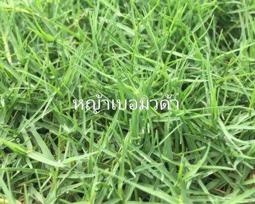 เมล็ดพันธ์ุหญ้าเบอร์มิวด้า-3-กรัม-หญ้าสนามกอล์ฟ-และ-หญ้าสวน-bermuda-grass-seed