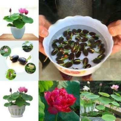 8 เมล็ด คละสี เมล็ดบัว บัวญี่ปุ่น บัวญี่ปุ่นแคระ เมล็ดเล็ก ดอกดกทั้งปี ของแท้ 100% Lotus Waterlily seeds มีคู่มีวิธีปลูก รหัส 003