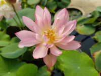 5 เมล็ด เมล็ดพันธุ์บัว บัวนอก สายพันธุ์ Pee Bee Pink สีชมพู พิงค์ บัวแคระ Micro Lotus(Tea Cup Lotus) บัวจักรพรรดิ์ บัวสวมงาม บัวนำเข้า Lotus Seeds