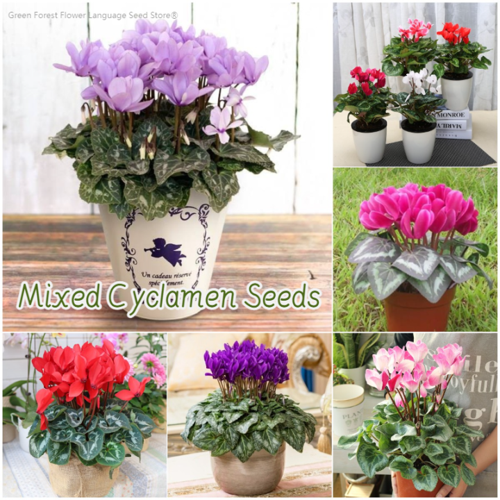 [Easy to grow in Malaysia] Mixed Color Cyclamen Seeds Flower Seeds for ...