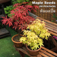 การันตีอัตรางอก 50pcs ต้นเมเปิ้ล เมล็ดเมเปิล Multicolor Maple Seeds Flower Seeds ต้นหมากเมเปิ้ล ต้นเมเปิ้ลแดง ต้นชบาเมเปิ้ล ชบาเมเปิ้ล เมเปิ้ล ต้นไม้มงคล ต้นไม้ประดับ ต้นไม้มงคลสวยๆ ต้นไม้ฟอกอากาศ ไม้ประดับมงคล ต้นบอนสี บอลสีชนิดต่างๆ เมล็ดบอนสี บอนสี