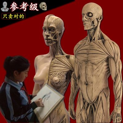 Painting medical reference skull skeleton medical art human body musculoskeletal anatomy model art body