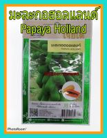 เมล็ดพันธุ์ มะละกอ ฮอลแลนด์ papaya holland เนื้อหนา ทรงกระบอกคล้ายฟัก ติดผลดกมาก ต้นโตเร็ว ปลูกง่าย ดูแลน้อย ต้นแข็งแรง ผลผลิตสูง ทนโรค