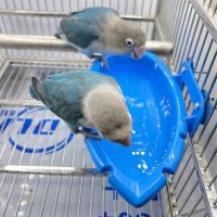 Bird Water Bathtub Pet Parrots Cage Hanging Feeder Bowl Bathing Toy Shower Box Bird Cleaning Tool Cage Accessories for Bird