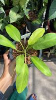 Philodendron ฟิโล ไทย ซันไลท์