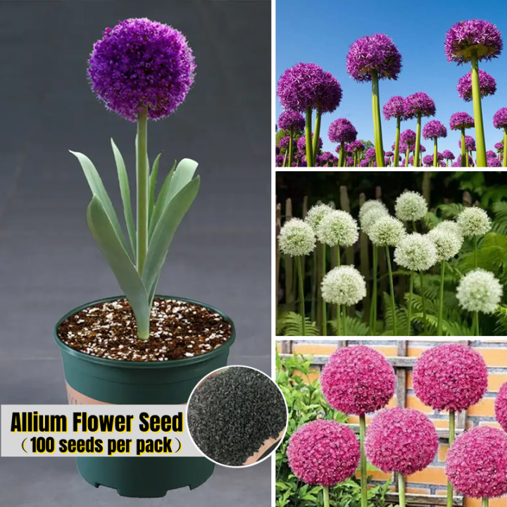 Gorgeous Allium Seeds Abstract Concept Gorgeous Allium Seeds Abstract Concept