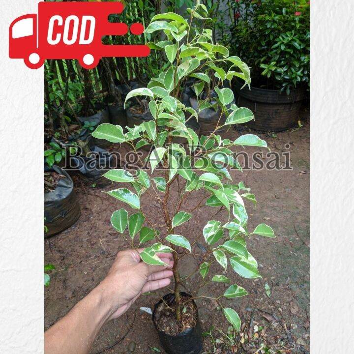 Bahan bonsai beringin benjamin varigata atau beringin putih Lazada