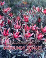 LEUCADENDRON BURGUNDY SUNSET- Purple Protea ลิวคาเดนดรอน“เบอร์กันดี ซันเซทต้นพันธุ์นำเข้าจากประเทศฮอลแลนด์