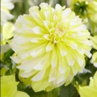 1 หัว/ออเดอร์ รักเร่ Dahlia Bulb สายพันธุ์ Hollyhill Lemon Ice หัวรักเร่ ดอกไม้ หัวหน่อ เหง้า นำเข้า เนเธอร์แลน หัวสดใหม่