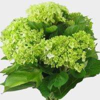 20 เมล็ด เมล็ดไฮเดรนเจีย Hydrangea Seed สีเขียว ไฮเดรนเยียสายพันธุ์ฝรั่งเศส ของแท้ 100% อัตราการงอก 70-80% มีคู่มือปลูก