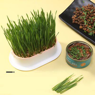 ；【‘； Catgrass Pot Soilless Hydroponic Planting Box Catgrass Pot Wheat Seed Cultivation Tray Cup Pet Supplies