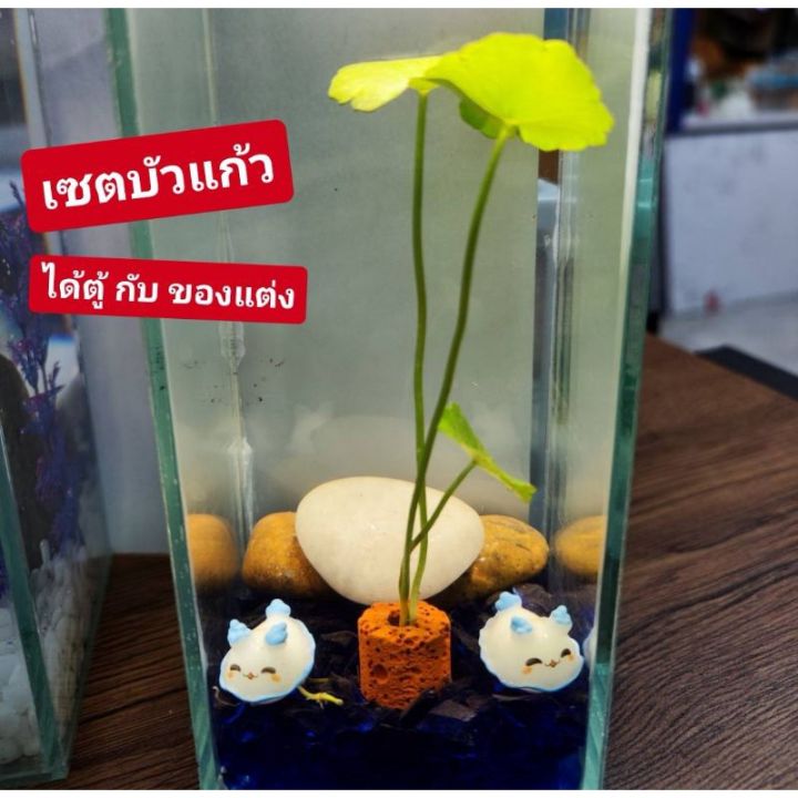 ร้านใหม่แนะนำ-ตู้ปลากัด-เล็ก-3-7-แต่งตู้ปลา-ได้