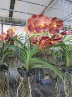 กล้วยไม้แวนด้า VANDA . สีน้ำตาล จัดส่ง แบบติดดอก ฟอร์มสวย ในกระถาง3นิ้ว