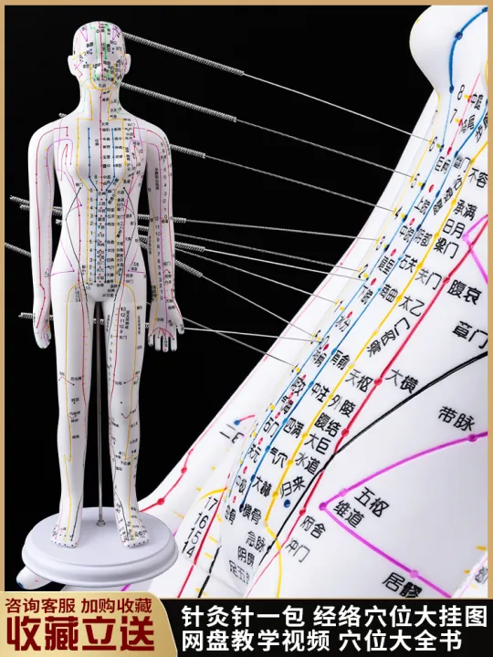 Acupuncture Acupuncture Point Human Body Model Whole Body Household ...