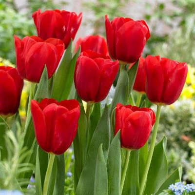 20 เมล็ดพันธุ์ Garden Seeds ทิวลิป เป็นสัญลักษณ์ของ จินตนาการ ความใฝ่ฝัน คู่รักที่สมบูรณ์แบบ Tulip Seed นำเข้าจากยุโรป อัตราการงอก 80-85%