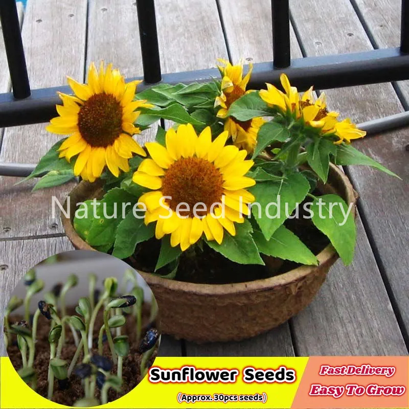 How To Grow Sunflower Seeds In The Philippines Best Flower Site