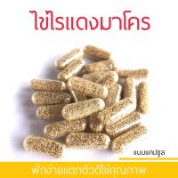 Ratjat ไข่ไรแดง Macorcopa ขยายพันธุ์ง่าย ฟักตัวเร็ว