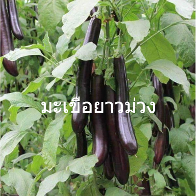 เมล็ดพันธุ์แท้100% อัตราการงอกสูง 200 แคปซูลต่อแพ็ค Long Purple Eggplant มะเขือยาวม่วง Vegetable Seeds เมล็ดพันธุ์ Plants เมล็ด พันธุ์ไม้หายาก เมล็ดพันธุ์ผัก ของแต่งสวน แต่งสวน อัตราการงอกสูง ในสต็อกในประเทศไทย มีคุณค่าทางโภชนาการสูง เก็บเงินปลายทาง COD