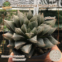 ฮาโวเทีย Haworthia Muhasaki ไม้ในกระถาง2" (ส่งแบบล้างราก)