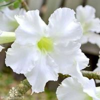 12 เมล็ด เมล็ดพันธุ์ ชวนชม สายพันธุ์ไต้หวัน ดอกสีขาว Adenium Seeds กุหลาบทะเลทราย Desert Rose ราชินีบอนไซ อัตรางอก 80-90% มีคู่มือปลูก