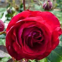 20 เมล็ด กุหลาบ นำเข้า Renaissance Rose Seeds สายพันธุ์ Katherine ดอกไม้สีแดง