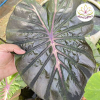 โคโลคาเซีย อินโฟโน Colocasia esculenta Inferno falls