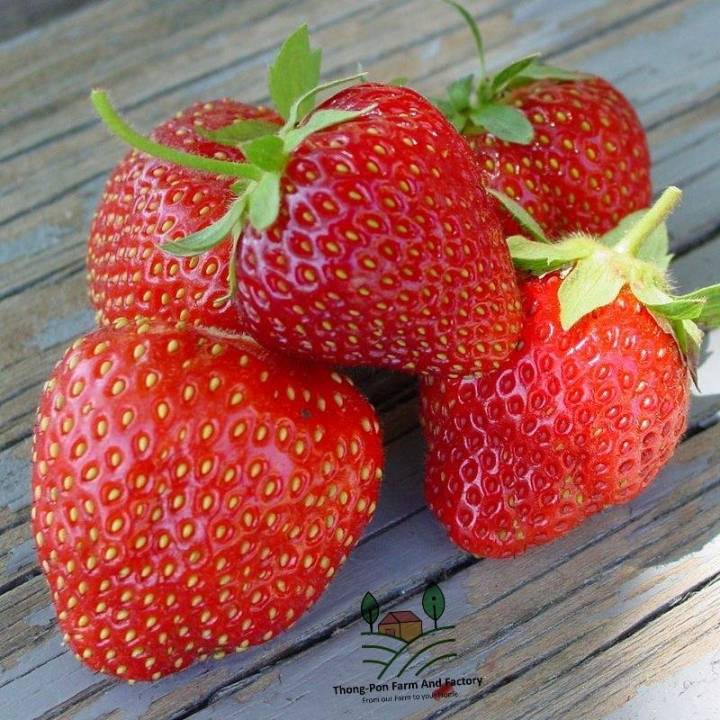 สตอเบอรี่ยักษ์-giant-strawberry-seeds-เมล็ดพันธุ์สตอเบอรี่ยักษ์-ราคาถูก-ลูกใหญ่-ปลูกง่าย-บรรจุ-10-เมล็ด-สตอเบอรี่