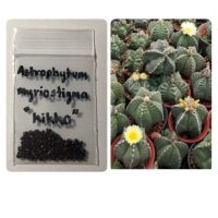 เมล็ดพันธุ์ Astrophytum myriostigma “Kikko” 10 เมล็ด แอสโตร กระบองเพชร แคคตัส cactus
