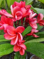 Plumeria ruba ลีลาวดี สีแดง ต้นสูง 60ซม.ในกระถาง11นิ้ว