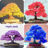 ปลูกง่าย ปลูกได้ทั่วไทย ของแท้ 100% 50pcs ต้นเมเปิ้ล Multicolor Maple Seeds Bonsai Tree Seeds ต้นเมเปิ้ล ชบาเมเปิ้ล ต้นไม้มงคล ต้นไม้ฟอกอากาศ ต้นไม้ เมล็ดพันธุ์ ต้นไม้ประดับ ต้นไม้ตกแต่ง ต้นไม้หายาก ต้นบอนไซ บอนไซ Plants Seeds for Home &amp; Garden