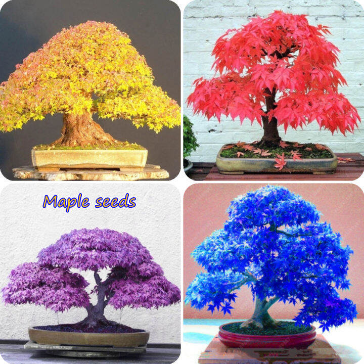 [Fast Germination] Malaysia Ready Stock 50pcs Multicolor Maple Seeds