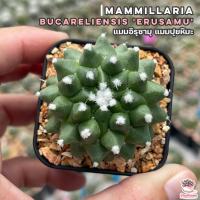 โปรโมชั่น แมมอิรุซามุ แมมปุยหิมะ Mammillaria bucareliensis Erusamu แคคตัส กระบองเพชร cactus&amp;succulent ราคาถูก  แคคตัส กระบองเพรช ตะบองเพรช ไม้จิ๋ว ไม้ตั้งโต๊ะทำงาน ไม้ประดับ ไม้มงคล ไม้ดอก
