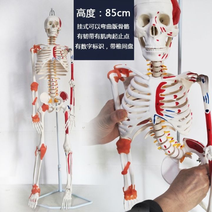 enovo-hs-medical-movable-yoga-spinal-skeleton-skeleton-anatomical-specimens-of-human-body-skeleton-model-body