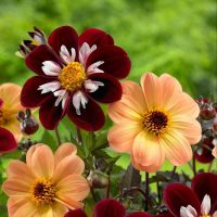 1 หัว/ออเดอร์ รักเร่ Dahlia rhizome สายพันธุ์ Single dahlia หัวรักเร่ ดอกไม้ หัวหน่อ เหง้า นำเข้า เนเธอร์แลน