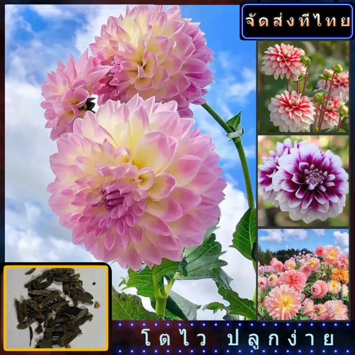 🌿🌿🌿【ปลูกง่าย】ประเทศไทยพร้อมสต็อก บอนสี 20เมล็ด บอนสี เมล็ดพันธุ์ Dahlia
