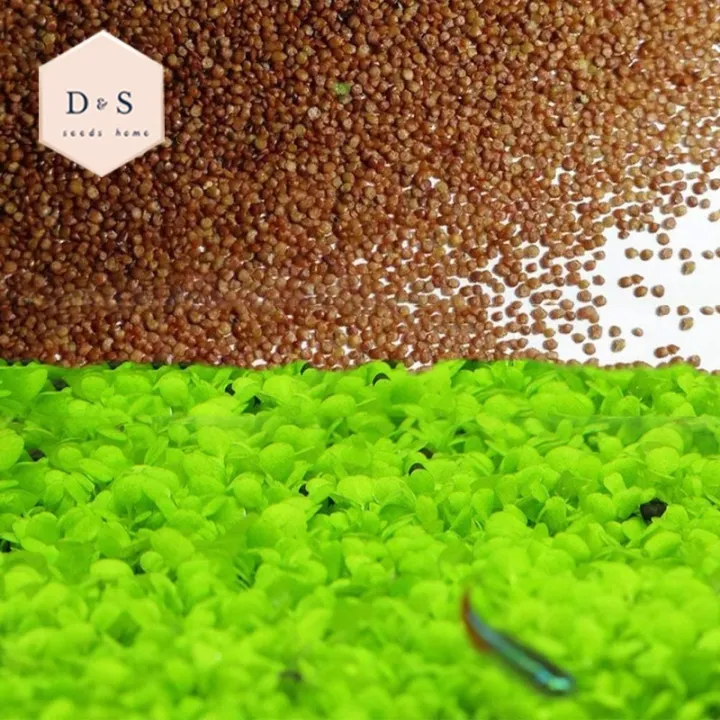 Love Grass Aquarium Grass Plants Seeds 5g Aquatic Leaf Carpet Water