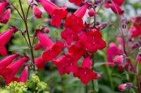 เมล็ดพันธุ์ Garden Seeds เพนสตีมอน penstemon gentianoides beardtongue 200 เมล็ด เมล็ดพันธุ์ Garden Seedsนำเข้าจาก อังกฤษ