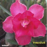 12 เมล็ด เมล็ดพันธุ์ Seeds Bonsai ชวนชม สายพันธุ์ไต้หวัน ดอกสีชมพู Adenium Seed กุหลาบทะเลทราย Desert Rose ราชินีบอนไซ อัตราการงอก 80-90% มีคู่มือปลูก