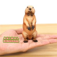 Animal Kingdom - โมเดล Marmot มาร์มอต แดง ขนาด 10.50 CM (จากสงขลา)