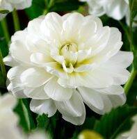 1 หัว/ออเดอร์ รักเร่ Dahlia Bulb สายพันธุ์ White Onesta หัวรักเร่ ดอกไม้ หัวหน่อ เหง้า นำเข้า เนเธอร์แลน หัวสด